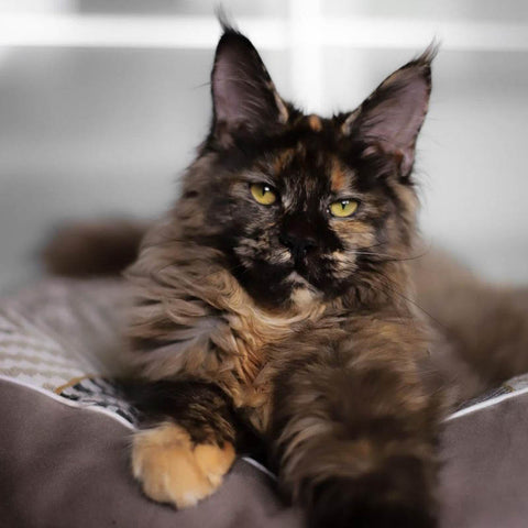 chat-maine-coon-homycat