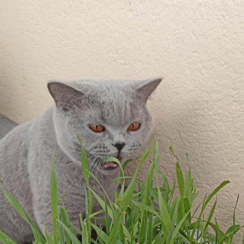 chartreux-race-chat-homycat-herbe-à-chat-planter
