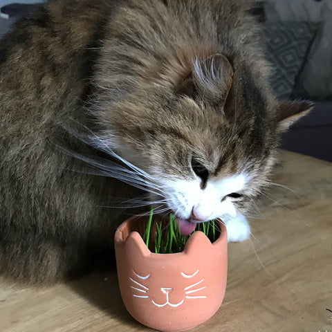 herbe-à-chat-planter-homycat-nouméa