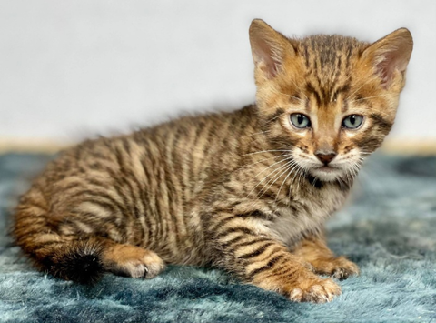 chaton toyger race originale