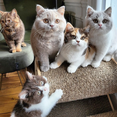 chatons british shorthair de couleurs variées