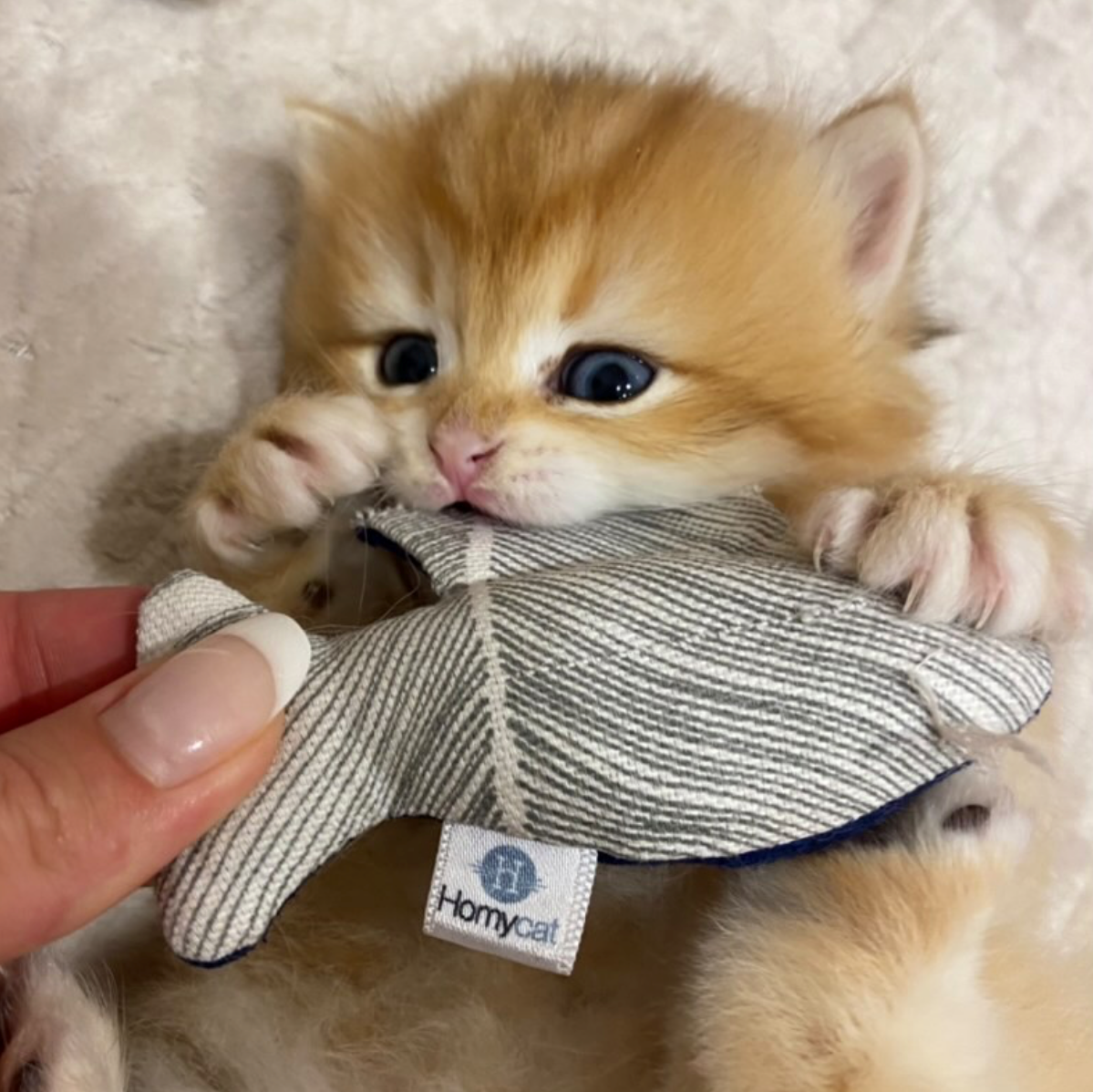 Petit chaton jouant avec son jouet poisson de chez Homycat