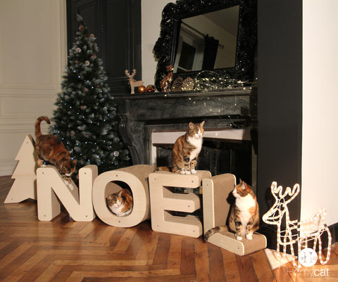 Homycat est le nouveau cadeau de Noël pour chat !