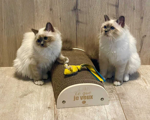 Deux petit chat en train de jouer avec leur griffoir de Homycat