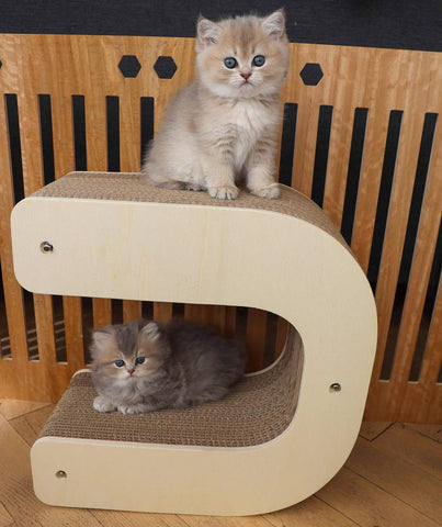 Deux chatons assis sur leur griffoir en forme de U