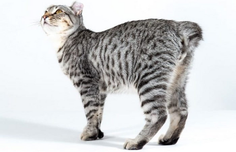 highland lynx homycat chat