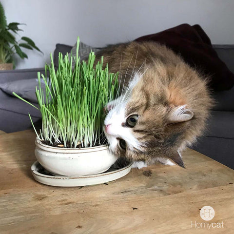 Les 5 plantes adorées de nos amis les chats - Homycat