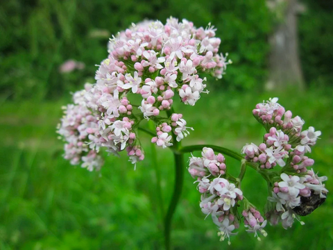 Photo d'une plante nommée Valériane