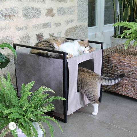 DIY : 4 astuces déco pour votre herbe à chat! - Blog
