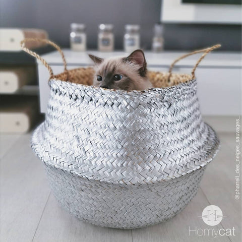 Petit chat dans un panier en jonc argenté