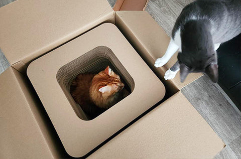 chat dans emballage avec les Cartons de rechange pour griffoir homycat en forme de cube