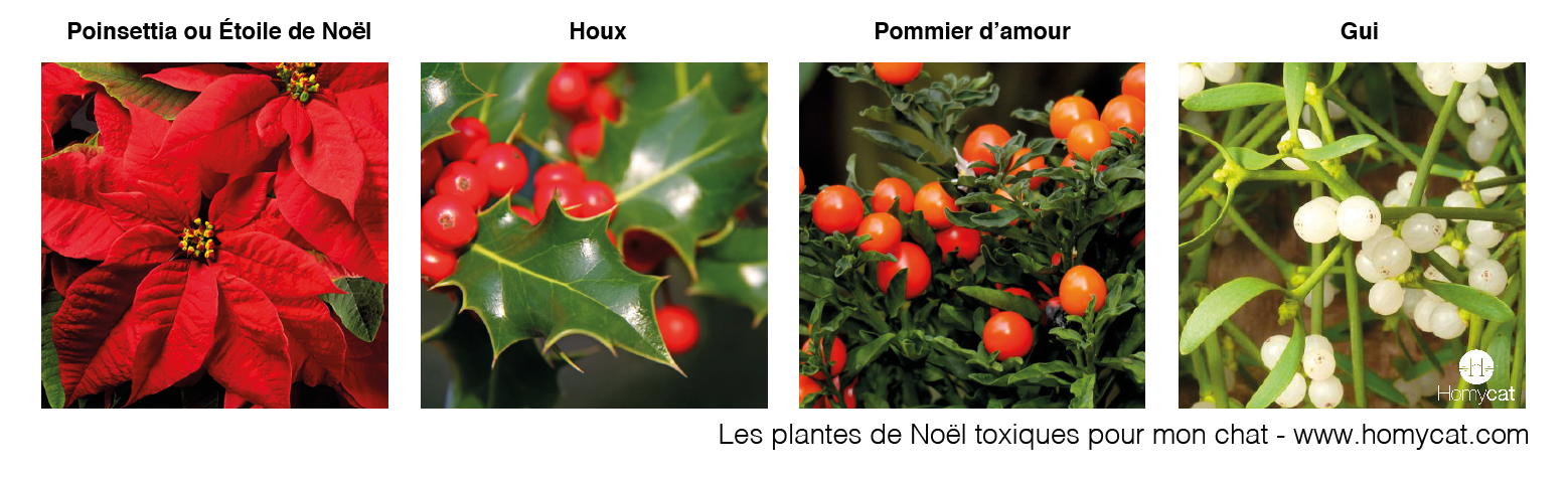 plantes de noel toxiques pour le chat