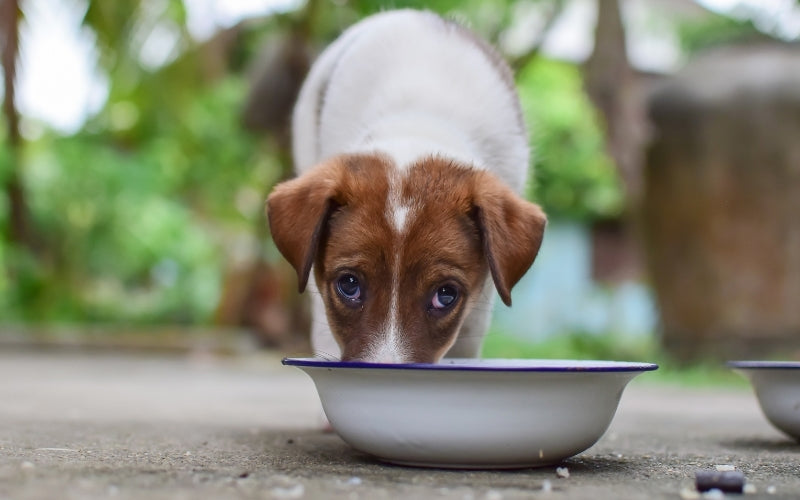 can puppies have cooked pasta