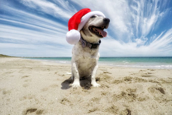 dog in santa hat