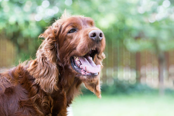 Dog panting outdoors