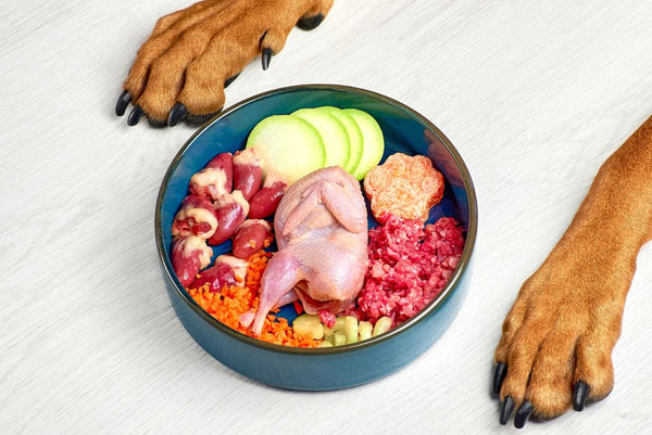 Dog paws next to bowl of fresh food