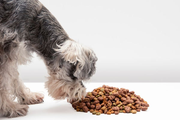 dog looking at pile of kibble