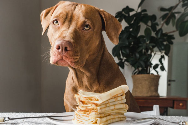 Dog looking at stack of pancakes