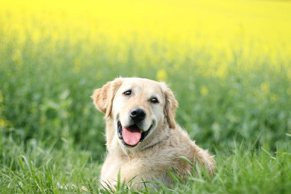 Golden retriever sitting in a field