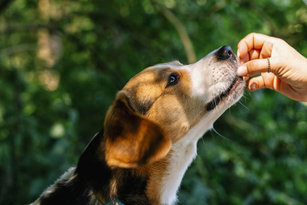 Dog being fed