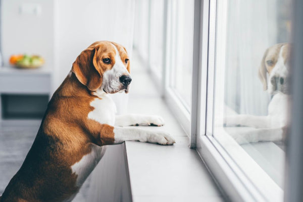 sad beagle looking out of window