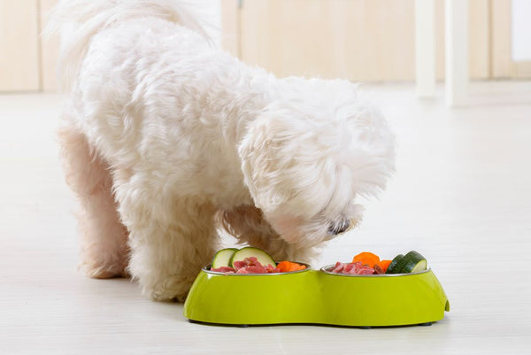 Dog eating bowl of fresh food