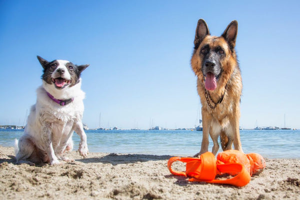 Two dogs at beach in summer