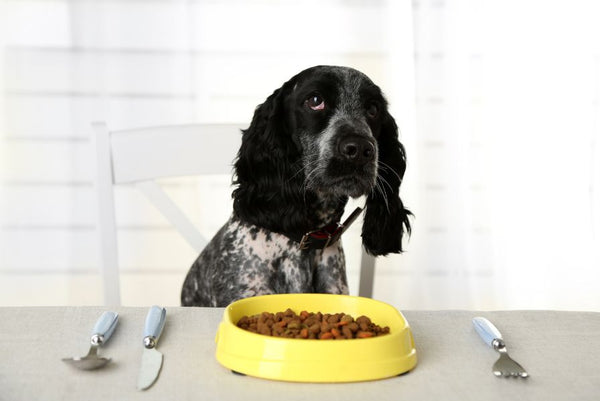 dog sitting at table with bowl of kibble
