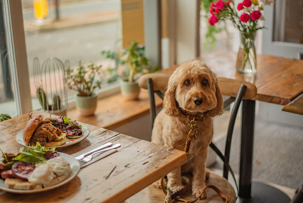 Dog sitting at kitchen table