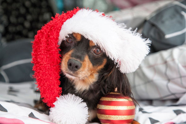 dachshund in santa hat