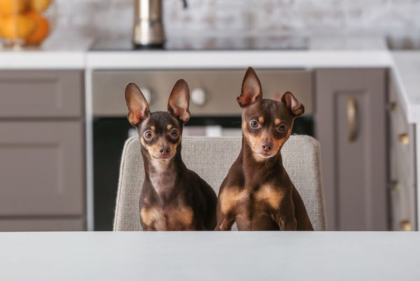 Two dogs sitting at kitchen table