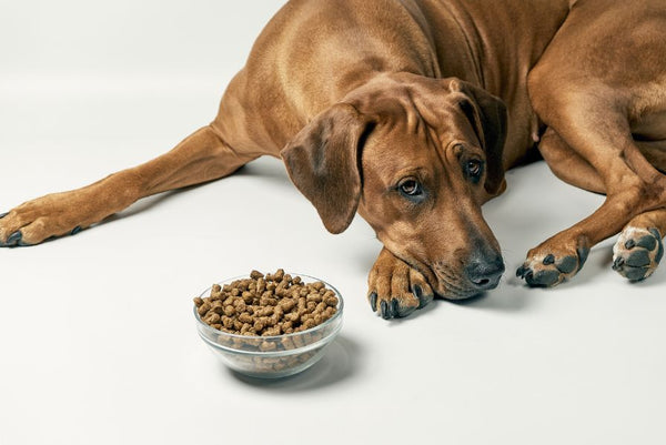dog lying on floor next to bowl of dog kibble
