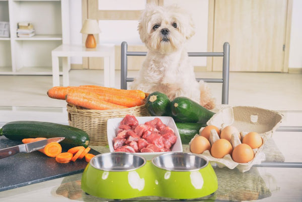 Dog sitting next to table of fresh food