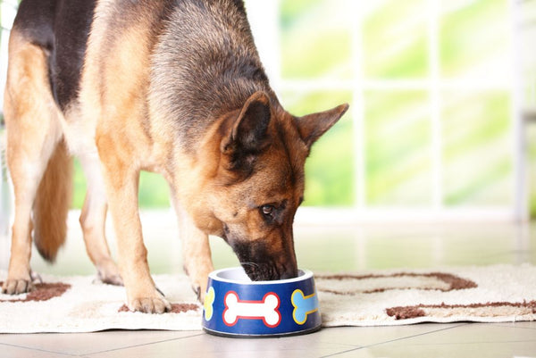 german shepherd eating from bowl