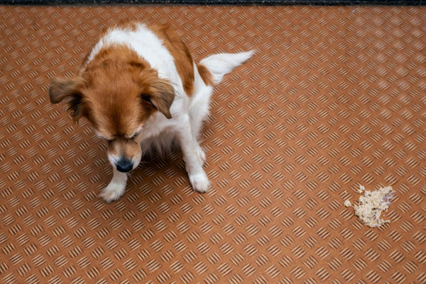 dog looking sad next to vomit