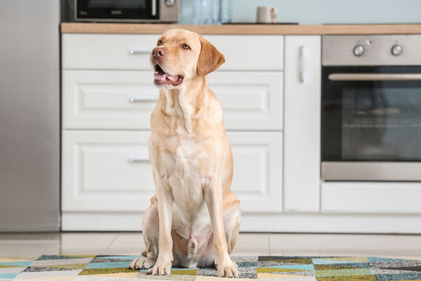 labrador sitting in kitchen