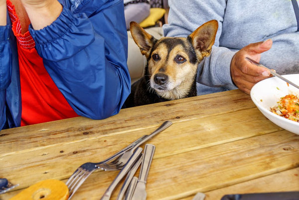 Dog sitting at cafe table