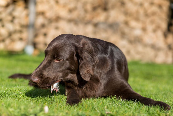 Chocolate Labrador dog eating fish