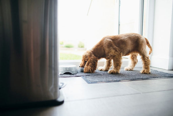 Dog eating homemade meal