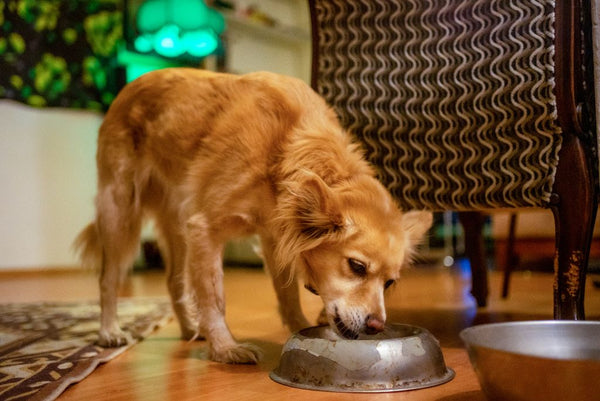 Dog eating bowl of food in living room