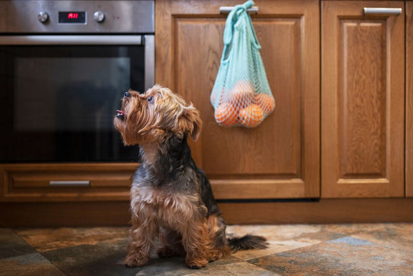 Dog sitting in kitchen looking up