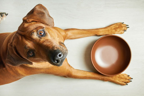 dog looking up from empty bowl