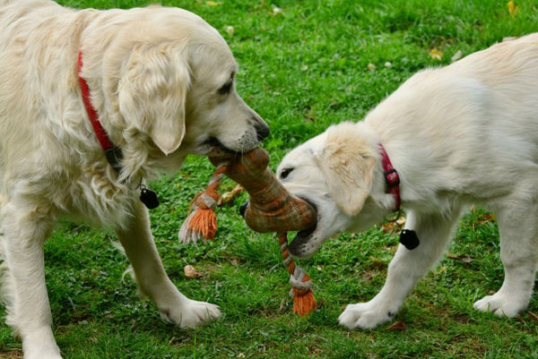 dogs playing with toys