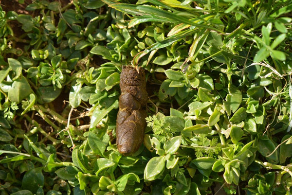 Dog poo on grass