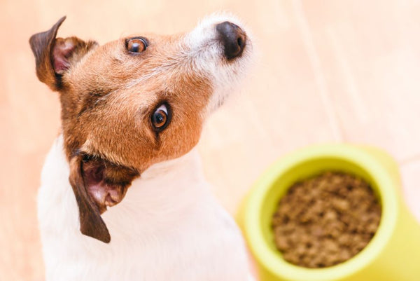 jack russell looking up at camera next to bowl of dog kibble