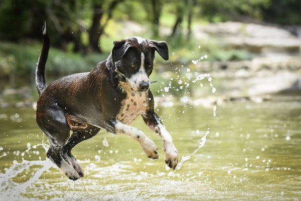 Dog fishing in river