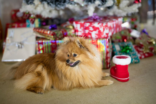 Dog sitting by Christmas gifts underneath tree