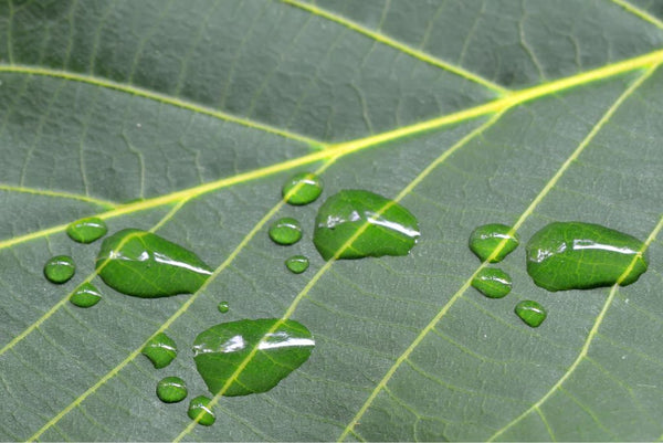 Pawprint raindrops on leaf