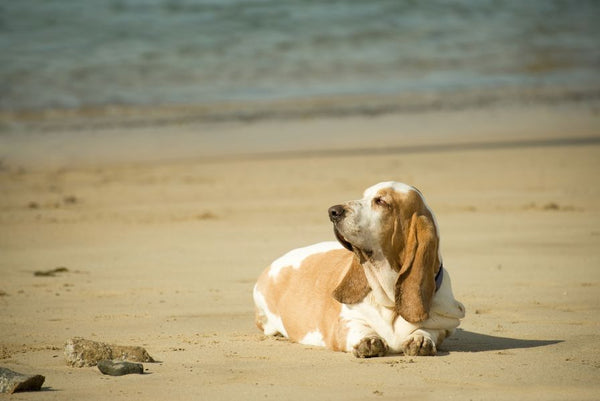 Overweight dog at beach