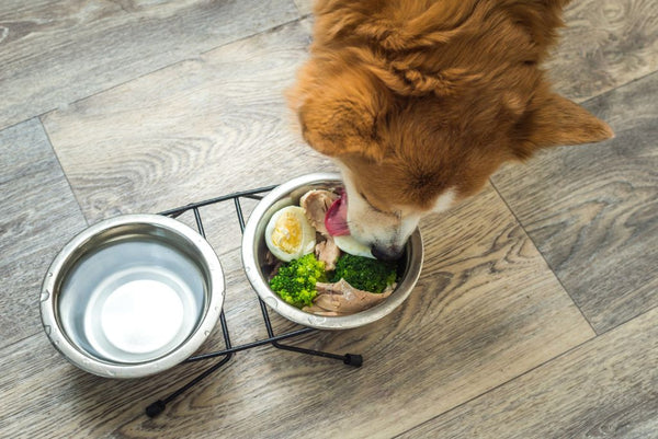 dog eating fresh food meal